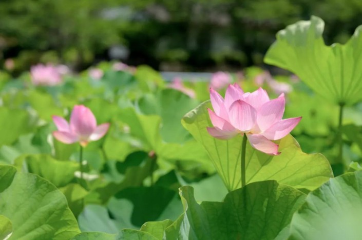 PS图片后期教程：学习给荷花素材图调出高级感的效果。