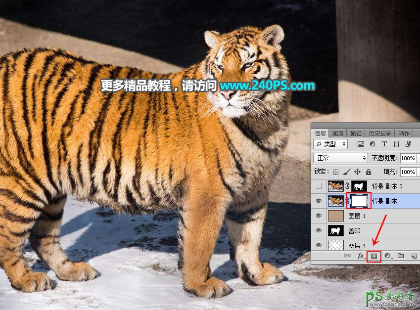 PS通道抠图教程：巧用多个通道快速抠出正在晒太阳的东北虎图片