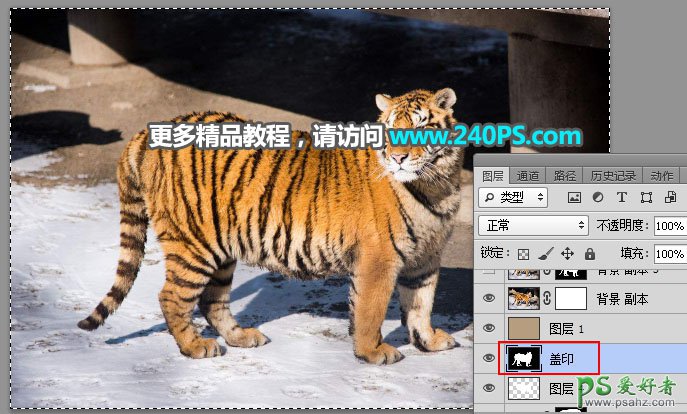 PS通道抠图教程：巧用多个通道快速抠出正在晒太阳的东北虎图片