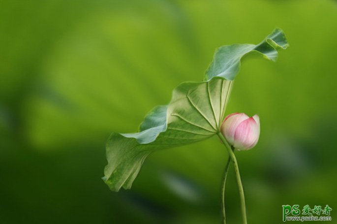 PS基础实例教程：利用虚化图片背景来达到突出主体效果