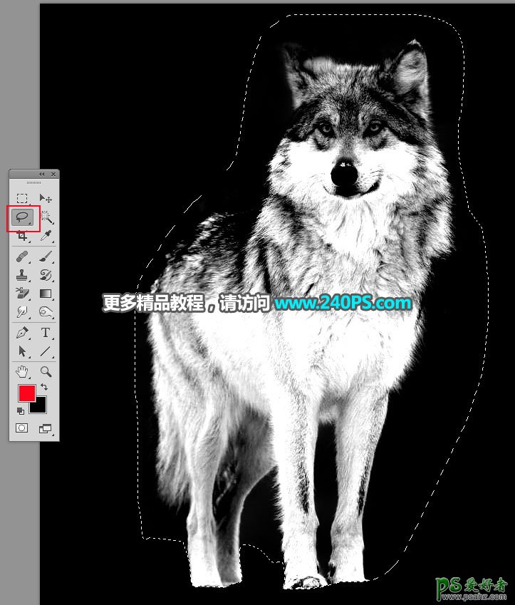 PS通道抠图教程：教新手学习快速完美的抠出草原上的孤狼，灰狼。