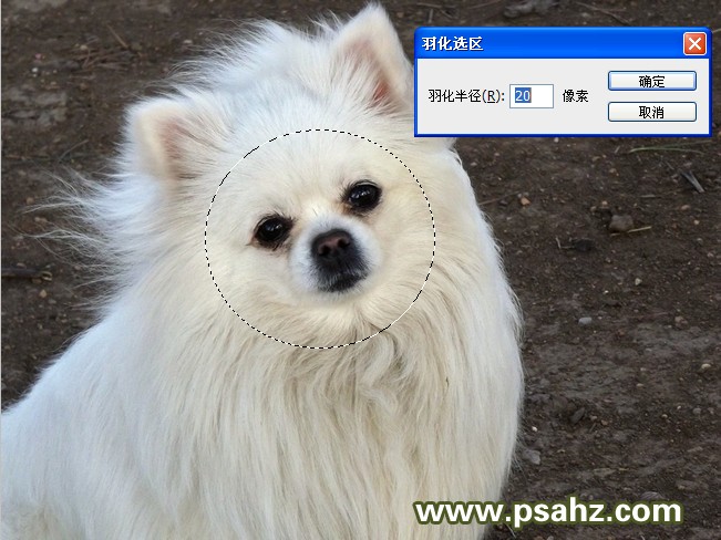 PS合成教程：图层滤色命令把蒲公英和可爱的小狗合成到一起