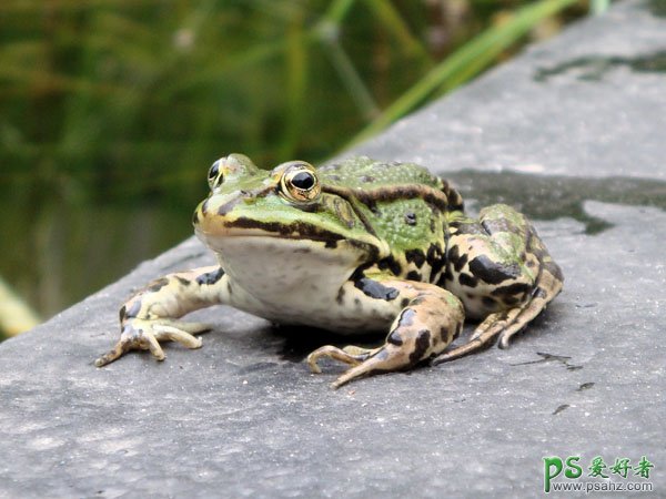 PS动物合成教程：把鳄鱼和青蛙进行完美结合打造出鳄鱼头的青蛙