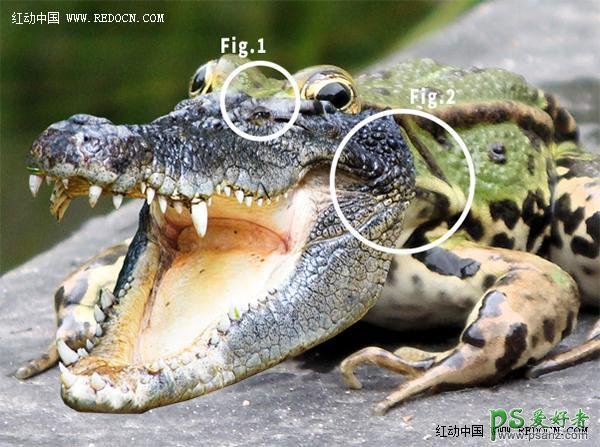 PS动物合成教程：把鳄鱼和青蛙进行完美结合打造出鳄鱼头的青蛙