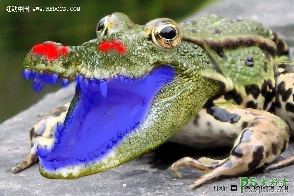 PS动物合成教程：把鳄鱼和青蛙进行完美结合打造出鳄鱼头的青蛙