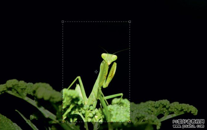 PS摄影后期修饰教程：简单的反相让螳螂图片变通透
