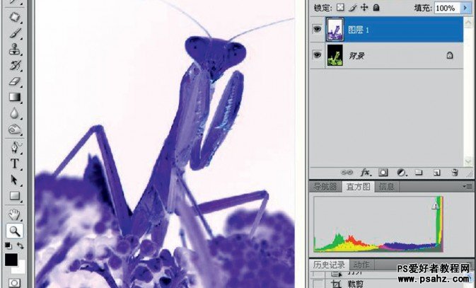 PS摄影后期修饰教程：简单的反相让螳螂图片变通透