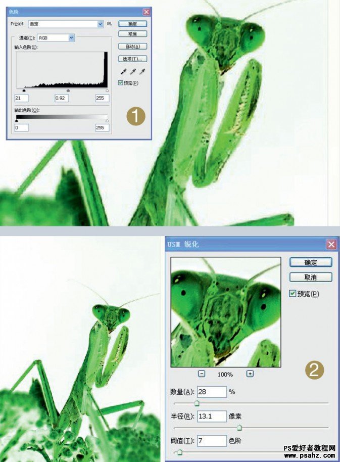 PS摄影后期修饰教程：简单的反相让螳螂图片变通透