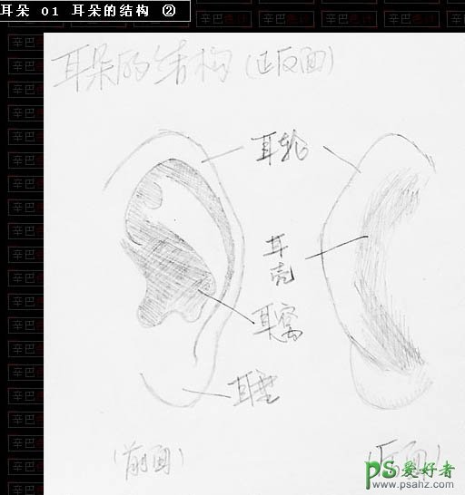 PS鼠绘教程：手绘逼真的耳朵实例教程（PS鼠基础教程）