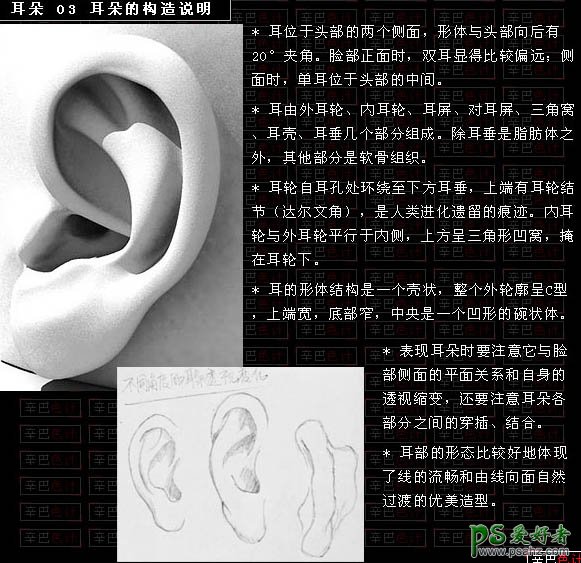 PS鼠绘教程：手绘逼真的耳朵实例教程（PS鼠基础教程）