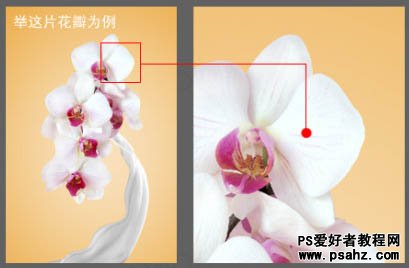Photoshop创意合成漂亮的牛奶花朵，牛奶蝴蝶兰