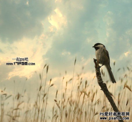 photoshop合成草从事可爱的小鸟图片