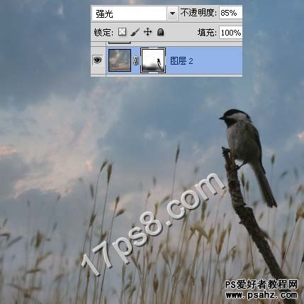 photoshop合成草从事可爱的小鸟图片